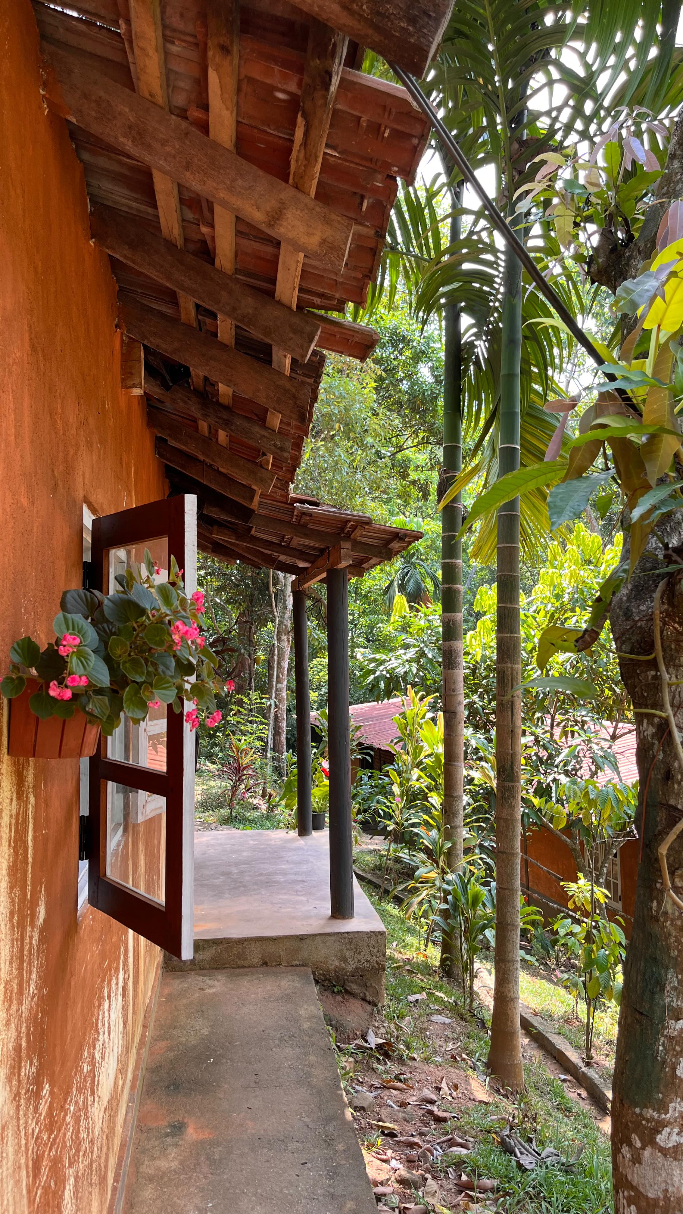 Showing you around our little piece of jungle paradise where life at Eko Land Produce takes place!