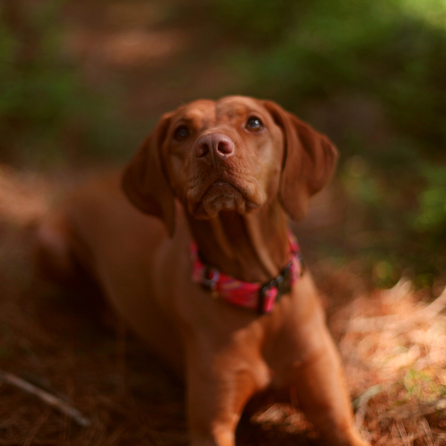 How cute were these guy's on our photo shoot yesterday. Kiwi the Vizsla and Albie the pointer. There was curtness overload among a little bit of hecticness as you can imagine with these two energy balls ✨