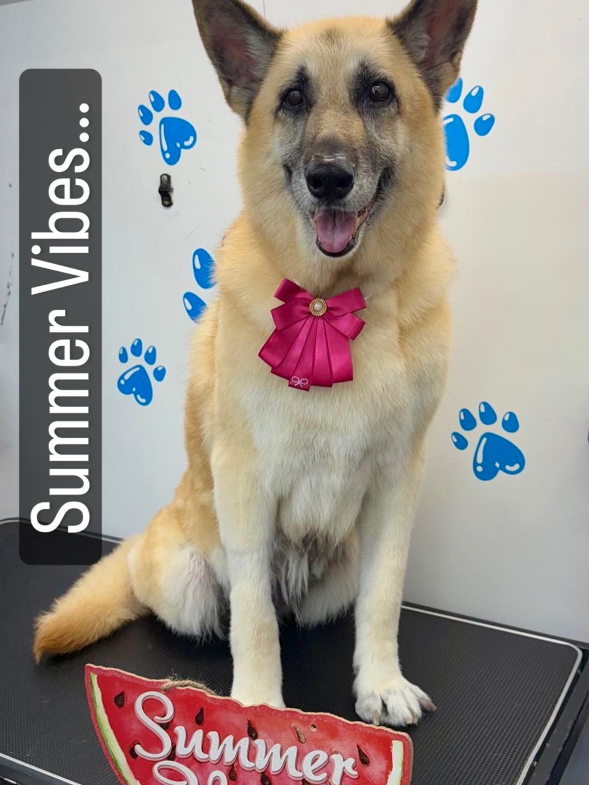 Just a pup soaking up the sun, wagging through summer one tail wag at a time โ๏ธ๐พ #dogdaysofsummer #dogmobile #happydog