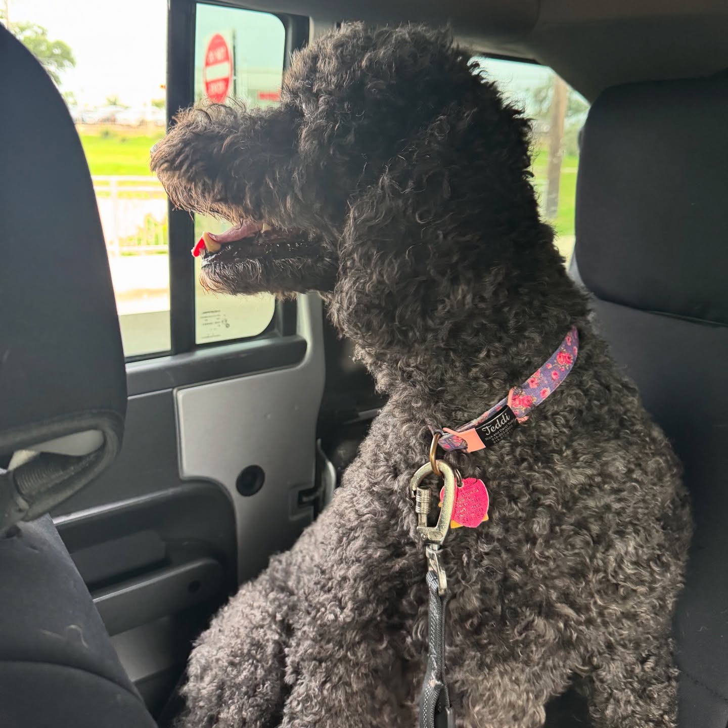 Sometimes Teddi just needs a ride to day care š¤·āāļø
š¾ Boerne Pet Sitting
š Book online - link in bio!
#boerne #fairoaksranch #petsitting #petsitter #bestjobever #doglovers
