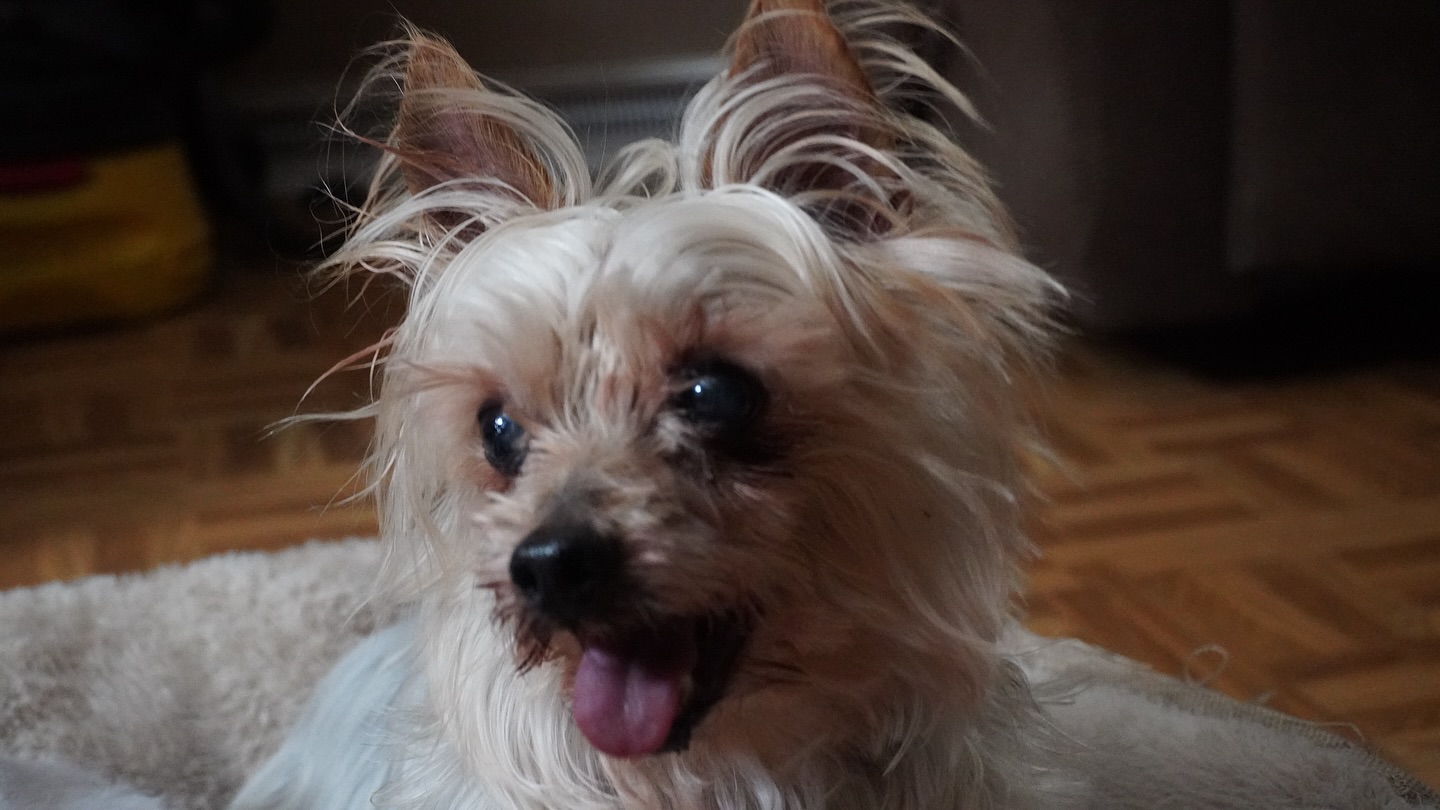 Today we lost another good pup. Made it to 19 and how fortune we were to have you around. From your enthusiastic lil barks to your crazy quirks. The last of the old guard goes. Gonna miss you Rocky