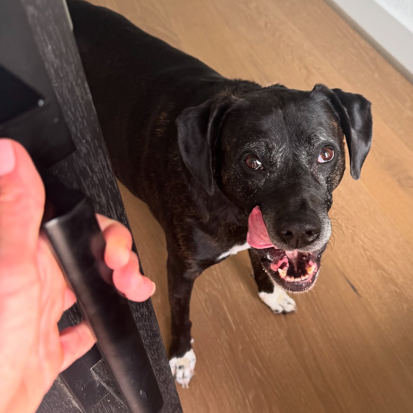 Hello Citra.
Now booking through December 2025! Send a message online for more info or request services. Link in bio.
š¾ Boerne Pet Sitting
š Boerne - Fair Oaks Ranch - Dominion - Leon Springs
š 830-837-3135
#boerne #fairoaksranch #pets #petsitter #petsitting #doglover #animallove #adoptdontshop