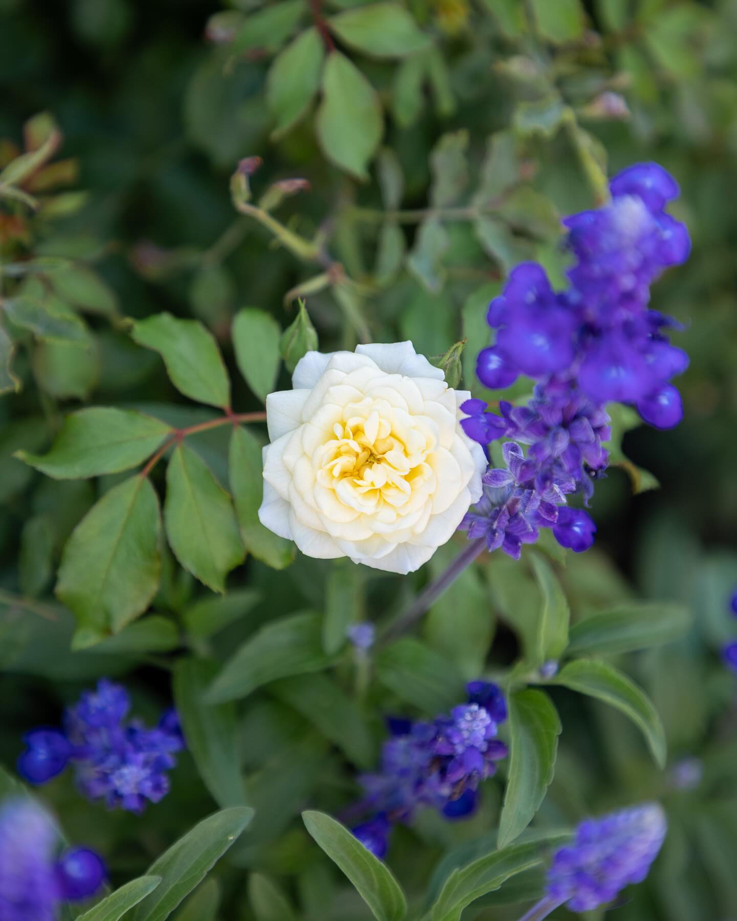Summertime roof deck vignettes 💙💜
.
.
.
.
.
#citygarden #garden #gardendesign #growsomething #gardenlove #boston #backbay #containergarden #gardenstyle #instagarden #landscaping #outdoorliving #outdoordecor #outdoordesign #gardenlife #curbappeal #windowbox #home #bhg #bhghome #bostonhome #rslove #plantlove #igboston #theprettycities #mytinyatlas #roofdeckview #roofdeckgarden #summervibes☀️