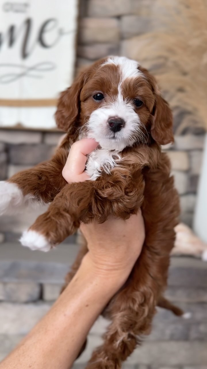 ✨ Puppy Update: 7 Weeks Old! ✨
Our three micro mini goldendoodles are growing up so fast! At 7 weeks old, they’re full of personality and playful energy 🐶🩷💜💛
🐾 They’re mastering their designated potty area like champs
🐾 Teething on everything
🐾 Learning to play gently with their siblings
🐾 Following us around like little shadows 🥹
🐾 Continuing daily noise desensitization
🐾 Daily enrichment activity including new textures, toys and obstacles
🐾 Daily Handling Exercises
🐾 Weekly baths and nail trims to desensitize to frequent grooming appointments
We’re laying the groundwork now for well-rounded, confident companions—and these three are doing AMAZING!
It’s such a sweet stage—full of curiosity, cuddles, and tiny tail wags. 💛
Stay tuned… their personalities are really starting to shine! 🌟