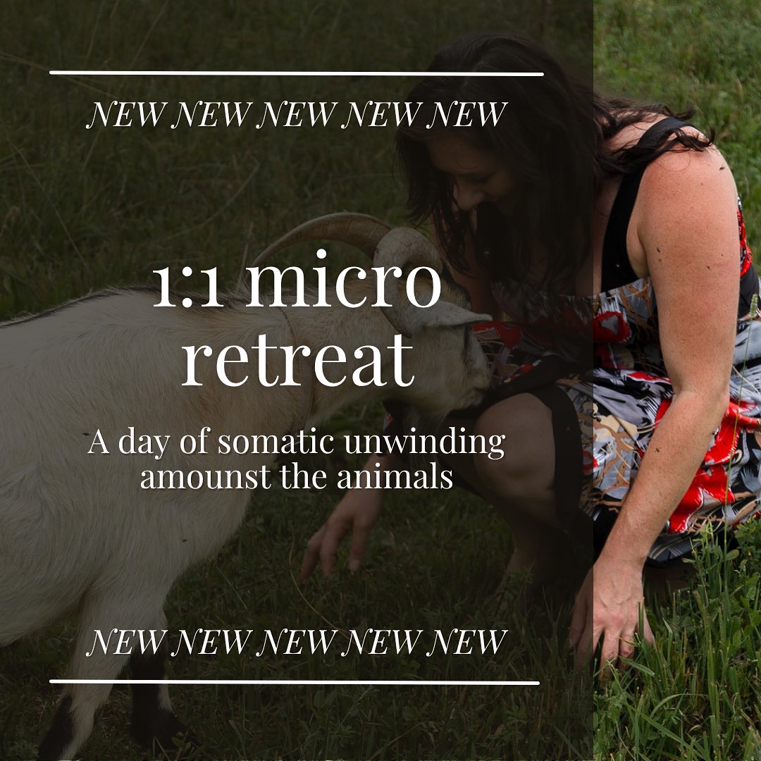 Imagine this- birds chirping, hens clucking, goat chewing on the sheet to your massage table 🤣 which is set up in the middle of the pasture, bathing in sunshine, nestled amounts the animals, body, mind and spirit unwinding minute by minute.
I have been dreaming up this type of experience for some time now. Where animal therapy meets somatic therapy meets energetic therapy meets nature therapy. All the favs rolled into one!
Nervous system regulation is all the rave these days. And for good reason, the world is nuts and we need to come home to our bodies more than ever. So I have created the ultimate somatic unwinding experience for your body and soul. In these experience we combine body practices, energetic tools, somatic experiencing and the innate primal essence of land and animal to give you the most well rounded, nurturing and healing experience.
You will experience:
- a full body somatic stretch to unwind the body
- deep intentional breathwork to unwind the mind
- time with the animals and land to unwind the spirit
You can expect:
- Manual somatic stretching and emotional release
- Breathwork for ultimate regulation
- Time with the animals before and after
- Nourishing tea and snacks
- A playful card pull with Ody the Oracle master (everyone’s absolute fav and probs the highlight of the experience 😆)
- Nature at in all its glory
Limited spots available for the months of August & September. Message to claim the introductory price for these wonderful 1:1 micro retreats.