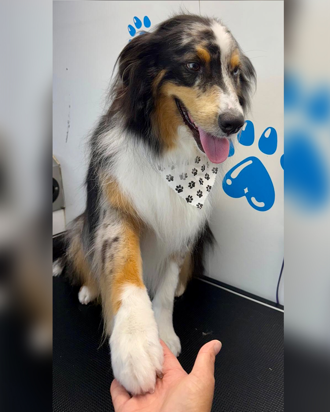 This good boy just mastered the ultimate trickโa paw-some high five!
Tail wagging, eyes sparkling, and paw raised with prideโbecause every little win deserves a celebration (and maybe a treat or two)! ๐ถ๐
#lovedogs #doggrooming #sanfernandovalleydogs #fluffypawsgrooming #grooming #sanfernandovalley #cutedogs #818valley