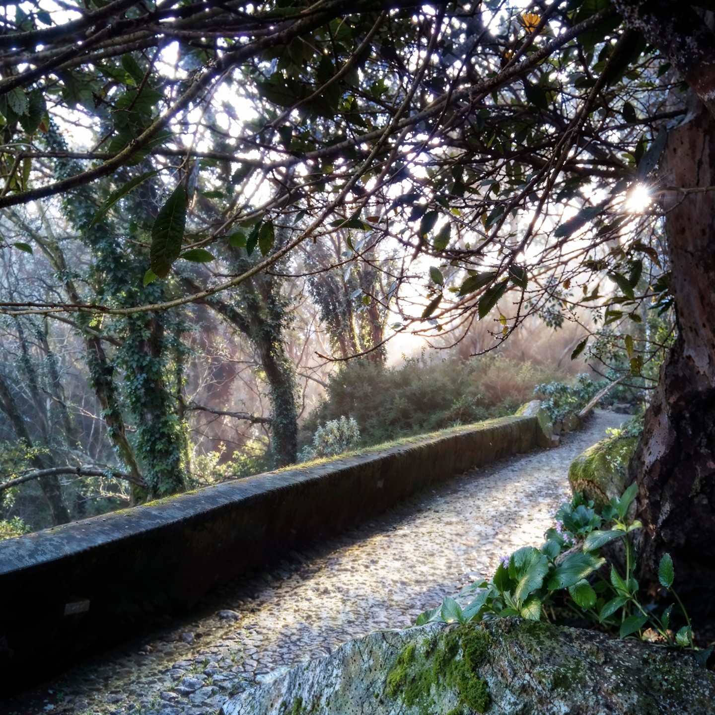 Light, shadows, and reflections dancing through the timeless beauty of Sintra. Some places don’t just shine — they glow from within. ✨
#SintraMagic
#LightAndReflections
#WesternmostRoute
#MysticalLandscapes