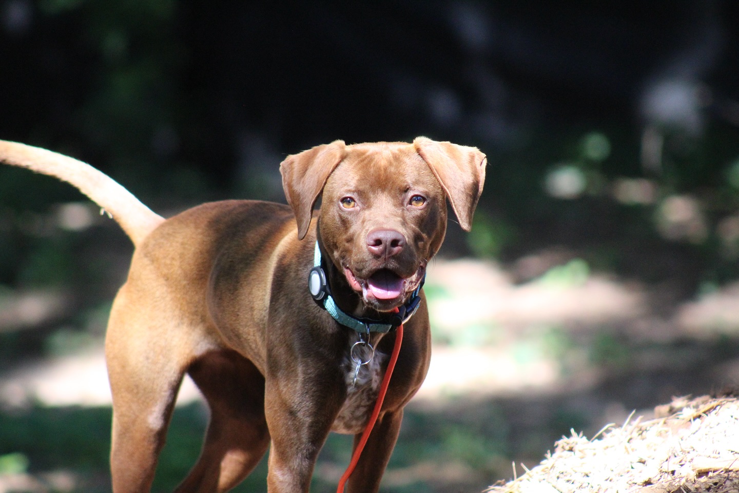 Let’s Talk About the Truth Behind Dog Training Programs
These days, it feels like everyone’s offering some kind of “2-week miracle program” where your dog is supposed to come back fully off-leash trained, perfectly potty trained, and ready to be a service dog.
Let me be honest with you,that’s not real. That’s just a sales pitch, not a sustainable solution.
Dogs don’t magically learn reliable behaviors in a couple of weeks. Real training takes time, consistency, and support. Not shortcuts.
That’s exactly why I offer free private lessons for the lifetime of your dog to every single client.
Because I’m not here to just take your money and move on. I’m here to support you and your dog for the long run.
Training is a journey, and I’m walking it with you every step of the way.
#DogTrainingTruth #NoQuickFixes #PurplePupsATL #LifetimeSupport #HonestDogTraining #ServiceDogReality