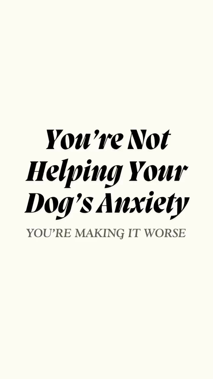 🚨 You’re not helping your dog’s anxiety when you make these mistakes:
1️⃣ Comforting in the wrong moments
2️⃣ Avoiding the hard stuff
3️⃣ Giving too much freedom
It’s natural to want to help your anxious dog feel better, but sometimes the things we do with the best intentions can actually make their anxiety worse.
True progress comes from structure, guidance, and teaching them how to work through those big feelings—not stay stuck in them.
🐾 Ready to build your dog’s confidence the right way? DM us ANXIETY and we’ll help you get started.
#DogAnxietyHelp #BarkCollective #DogTrainingTips #ReactiveDogSupport #BalancedTraining #ConfidentDogCalmMind #DogBehaviorHelp