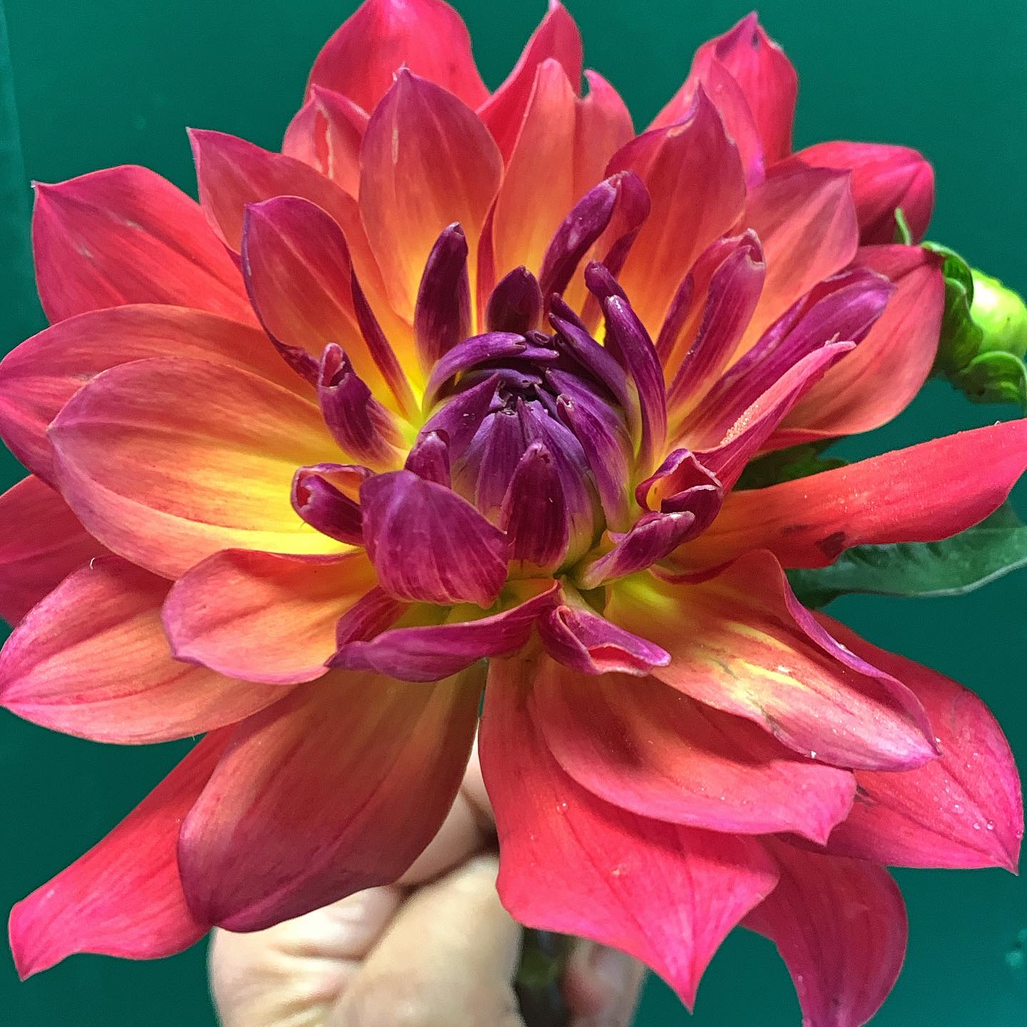 We hope you are having a beautiful day too!
#Thegardeninharrington #harringtonontario #tavistockontario #tavistockontarioflowers #harringtonontarioflowers #embroontario #embroontarioflowers #embroontarioflowerdelivery #tavistockontarioflowerdelivery #thamesfordontario #lakesideontario #stmarysontario #stmarysontarioflowers #stmarysontarioflowerdelivery #woodstockontario #woodstockontarioflowers #woodstockontarioflowerdelivery #hicksonontario #flowerfarm #canadianflowerfarmer #ontarioflowerfarm #ontarioflowerfarmer #oxfordcounty #perthcounty #stratfordontario #stratfordontarioflowers #stratfordontarioflowerdelivery #freshflowers #haveyouseenaflowerfarmyet
