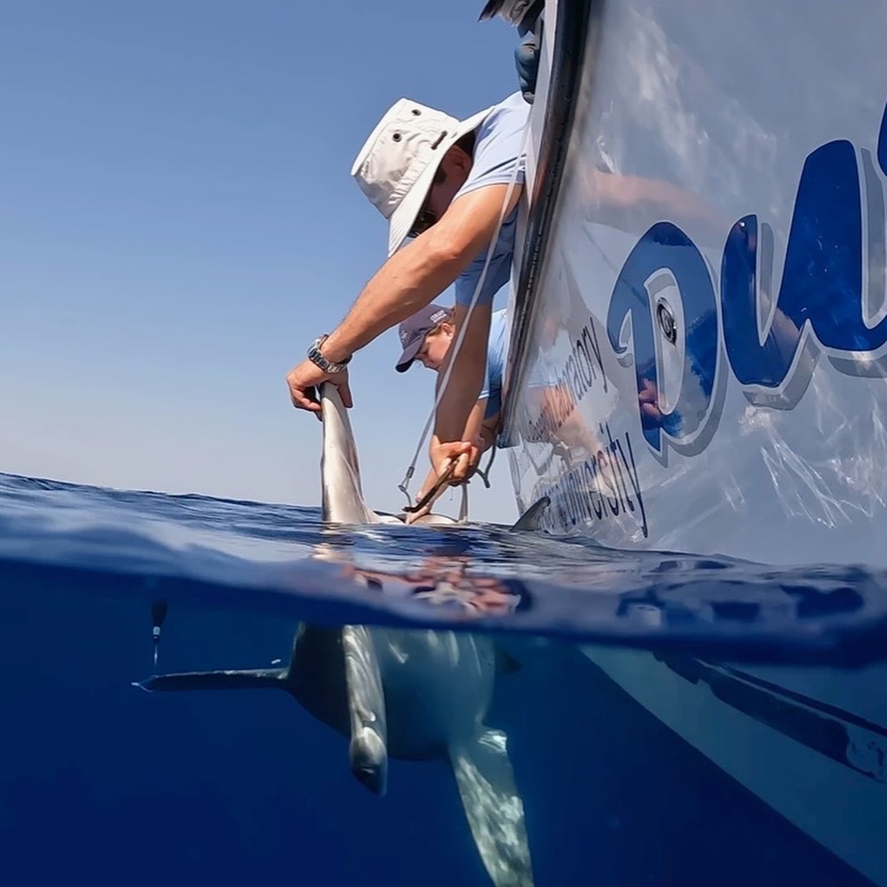 We instrumented a 10’ #hammerhead with an #archival #satellite #transmitter off @cityofboyntonbeach in May and the #tag was found on the #beach off @bocagrandefl in July. This #shark made the trek from the east to west coast of #florida. Excited to download the #data and see what this shark has been doing for the past two months. Huge thanks to Ashley Najera for finding the tag and sending it back to us. Tracking the #movements and #habitat utilization of this #endangered #species is made possible through the support of @colganfoundation. @fauscience @lotektelemetry @dusky_boats