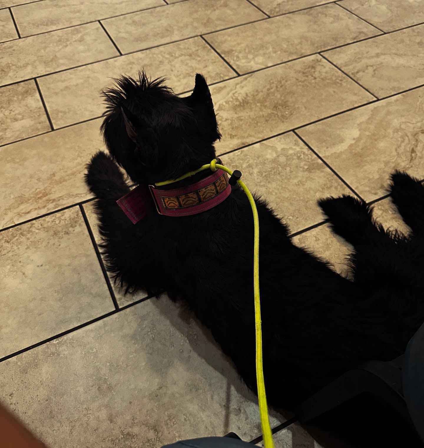 Socializing in new environments and cooperative care are two of the biggest things that are vital in younger dogs! Here we have Ragnar going to the vet for a tooth extraction after head butting with the floor trying to get his ball…oh puppies! So far he’s had to have a full body check as well as blood work and his teeth and gums checked which required being restrained, legs manipulated, mouth held open while holding still, and strangers being up and personal all while in a new environment! When we say it’s never too early to start this is what we mean!
Vet: @sfavet
.
.
.
For availability on my private lessons and board and trains feel free to send me a message and check out my website to see the programs I offer! I look forward to working with you!
.
.
.
#sanantoniodogtraining #satxdogtraining #boardandtrain #balancedtraining #giantschnauzer #stfrancisveterinaryhospital #smallbusiness #dogsofsanantonio #puppiesofsanantonio #dogsoftexas #ragnar