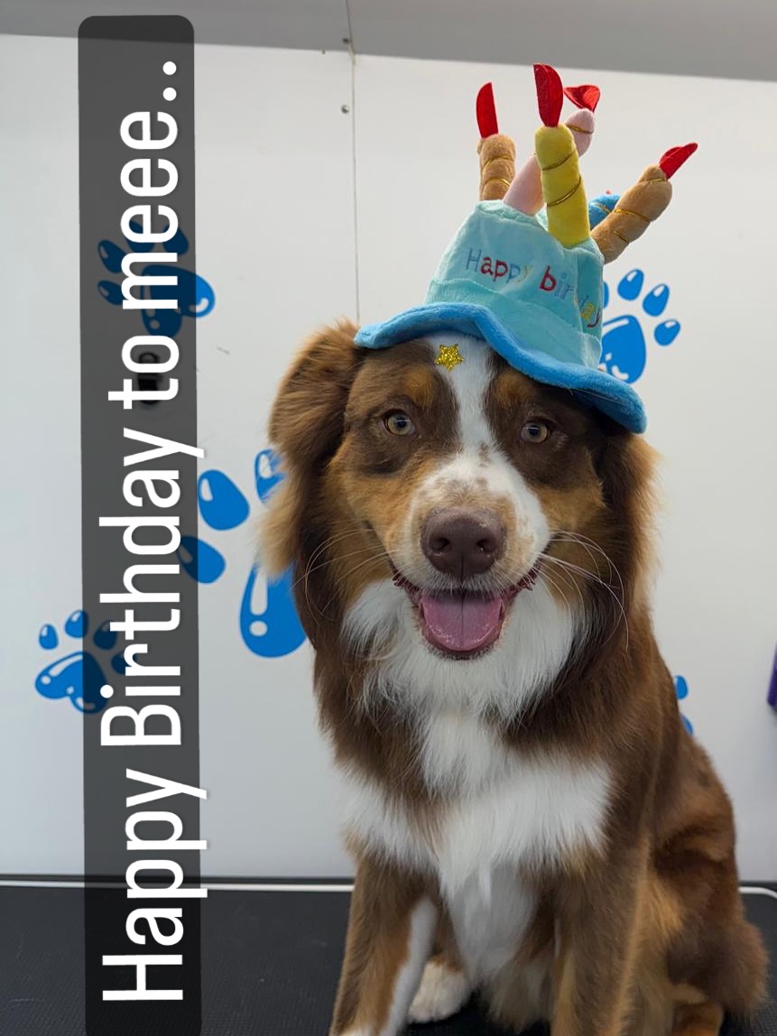 ๐๐ถ Happy Barkday to Me! ๐พ๐
Todayโs not just any dayโฆ itโs my special day!
Time for belly rubs, treats, and tail-wagging joy ๐ฆด๐
Iโm paws-itively the center of attention today โ and I deserve it! ๐พ๐
#HappyBarkdayToMe #DogBirthday #PawtyTime #AnotherYearMoreAdorable #TreatYoSelf #FurryCelebration #borntobepawesome