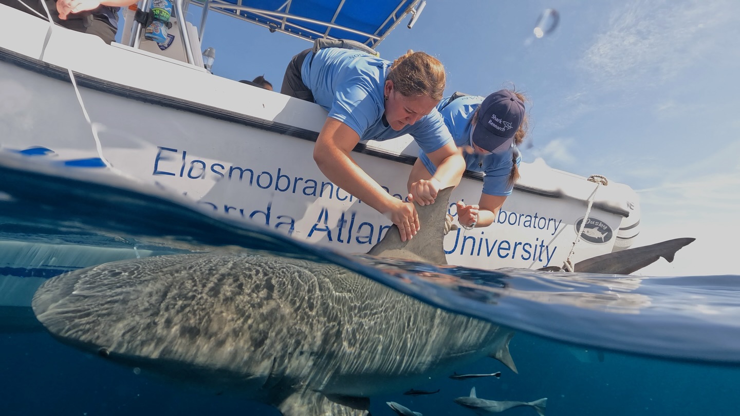 Flat water and cooperative #sharks made for an easy day on the water. The all #female crew worked up a large #bull #shark and instrumented a #nurseshark with a #camera #tag. The tag is scheduled to release from the shark and start transmitting tomorrow. Stay tuned for the retrieval adventure! #bullshark #fishing #graduate #undergraduate #student @fauscience @colganfoundation