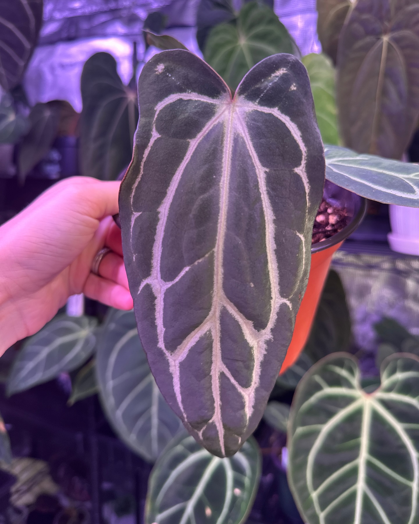 A. Carlablackiae cc1
#anthuriumcarlablackiae #anthuriumcollector #aroidsociety #aroidmania #rareplantspecies #raretropicalplants