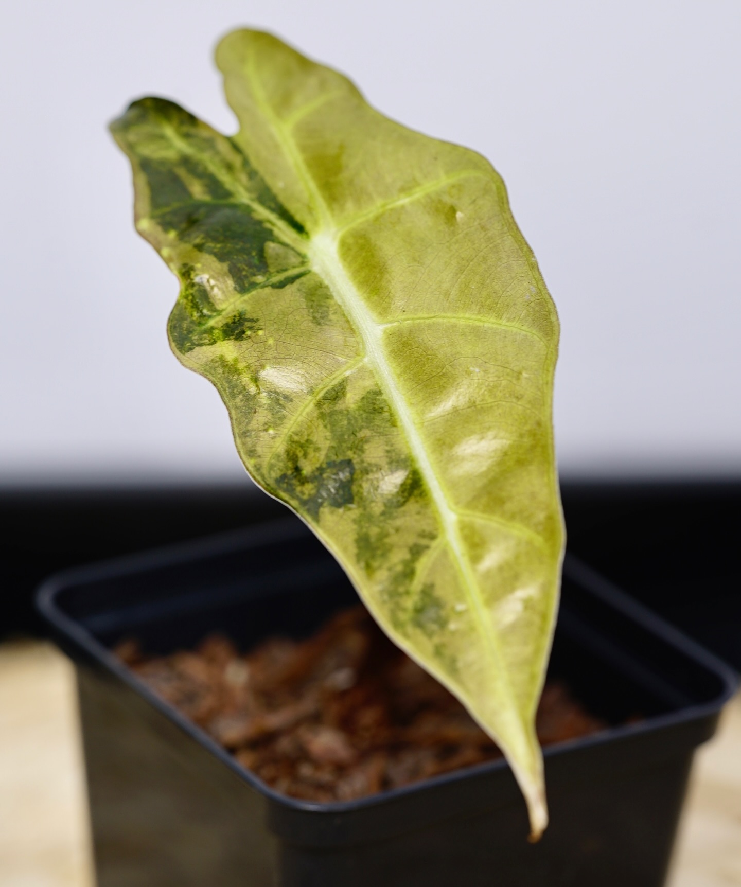 Alocasia Sanderiana ‘Cafe Au Latte’ is my latest creation from the tissue culture lab. The plan was to multiply the original Aurea variegated plants , however these guys turned out spotting some gorgeous gold colouring contrasting against the deep on thick green leathery leaves. One of a kind. Register your interest at Urbanbotanist.nz to be notified when the last few are available.