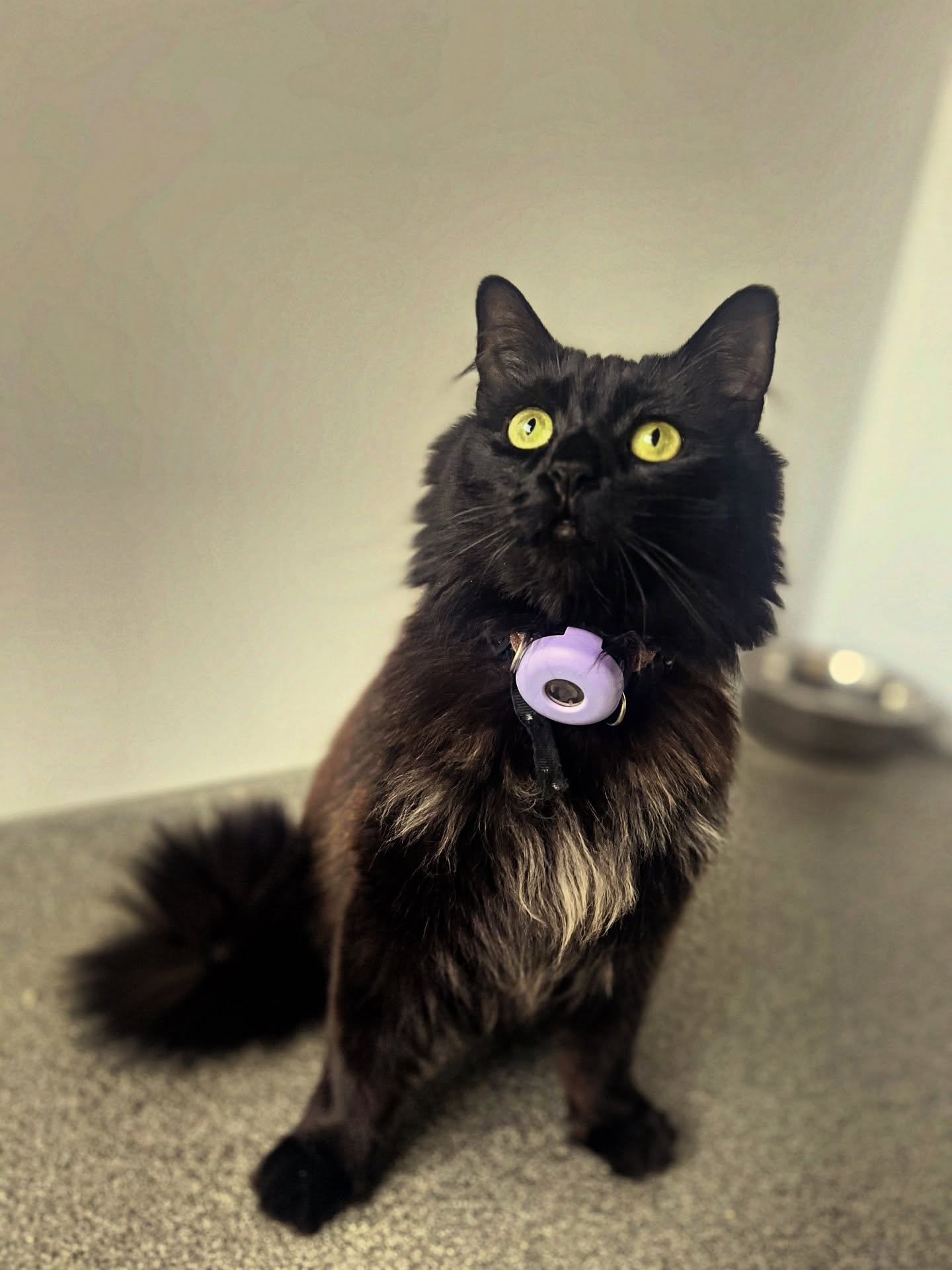 Bam Bam and her beautiful mane π€
#beautifulcats #luxurycattery #catsofinstagram #catmane