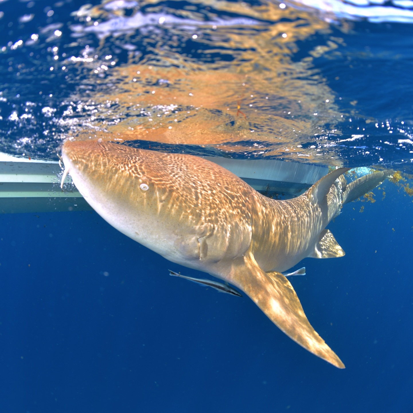Fantastic day of #shark #fishing. We tagged 6 #nurse #sharks and caught 1 #lemonshark that had been previously #tagged. Looking forward to contacting @noaafisheries and finding out where the shark was originally tagged and provide information on how much it has grown. Taking advantage of the great conditions to get out on the water as much as possible. Hopefully another tagging trip soon. Thanks as always to @colganfoundation for making this work possible. @fauscience @dusky_boats #nurseshark