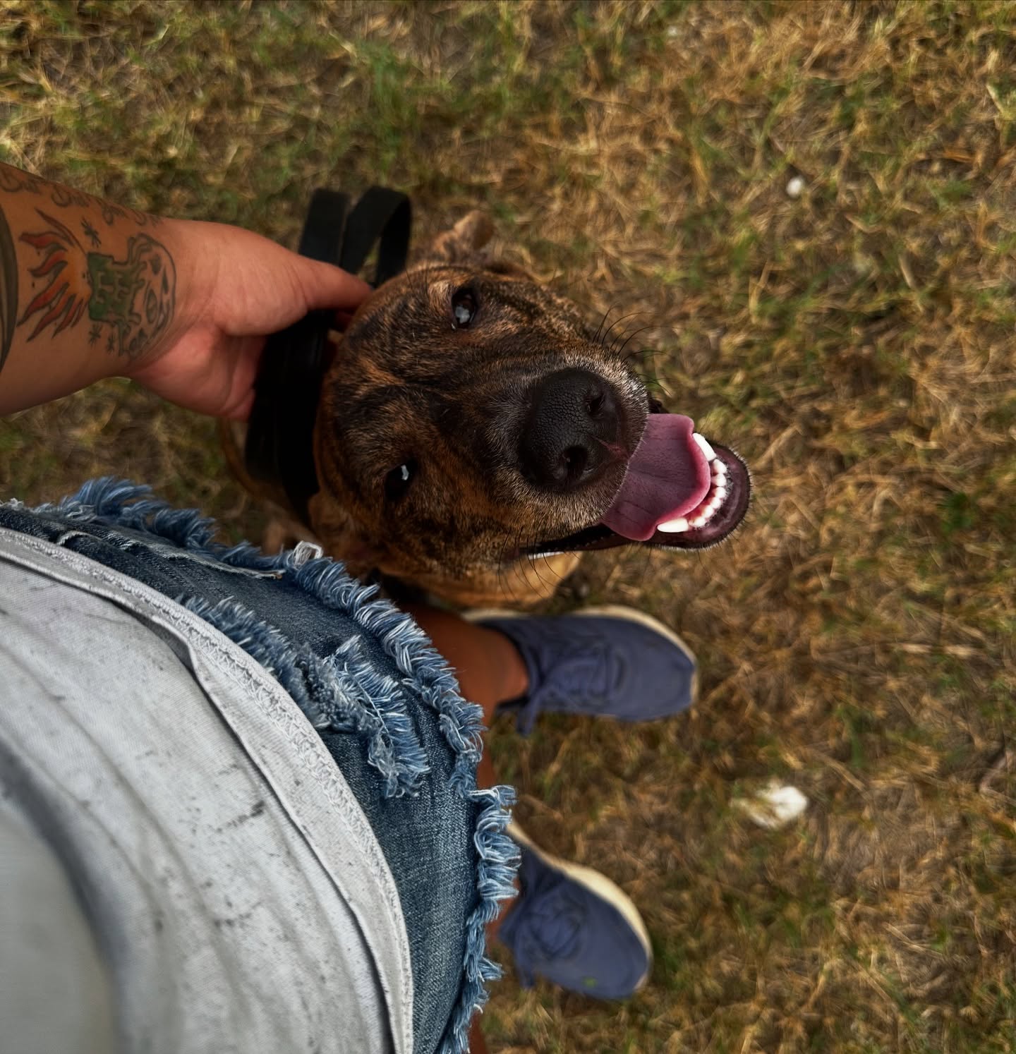 Ducky here for some obedience training! He comes from a foster situation where he was found as a baby and rescued by someone with a golden heart along with his siblings! Now we are setting him up for life to be a good citizen!
.
.
.
For more information check out my website and feel free to give me a call with any questions you may have!
.
.
.
#boardandtrain #ducky #rescue #sanantonio #texas #satx #dogsoftexas #dogsofsanantonio #trainyourdog #dogtra #balancedtraining #sprengerdog #ecollar