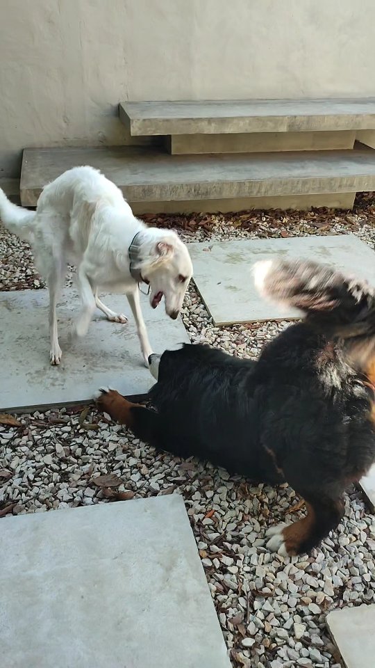 Los modelos de @happet.dogs son muy educados, lindos y algo locos, pero en @photostudiocks los queremos mucho!
Y la fotógrafa @jauriaph es la mejor con las mascotas! Siempre sabe cómo sacar su mejor lado!
#estudiofotografico #fotografia #alquilerestudiofotografico #sanisidro #buenosaires #zonanorte #mascotas #perros #mascotasfelices #fotomascota