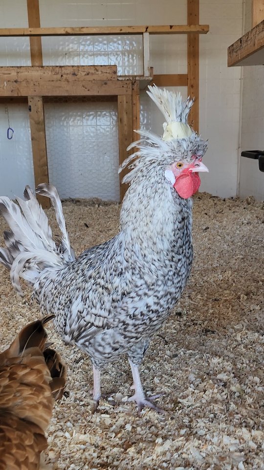 The ladies are slightly ganging up on our young Polish rooster, to the point that he now has a bald spot on the top of his head.
Elastics don't seem to stay in 😒 I saw other Polish breeders use painters tape to keep the poof up in a bun. While the tape is sticky, it's very easy to remove and should naturally fall out over the coming weeks. Hopefully by that time, his head father's will start to grow in, but for now, his head is well protected.
He also has no idea how to handle seeing EVERYTHING now; it's quite funny to watch him experience this "new" world around him.
#polishchicken #backyardchickens #chickensofinstagram #chickengram #chickens #rooster #polishrooster