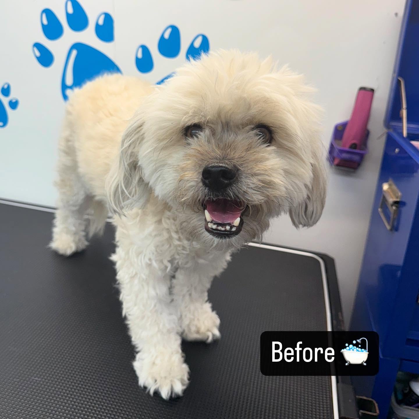 Fluffy Paws Grooming can travel to Beverly Hills to give your fluffy friends a spa day! ๐พ๐๐ซง If youโre interested in booking go to our website fluffypawsgrooming.com ๐
#fluffypawsgrooming #dog #doggrooming #doggroomer #818 #womaninbusiness #mobiledoggrooming #cutedogs #beverlyhills