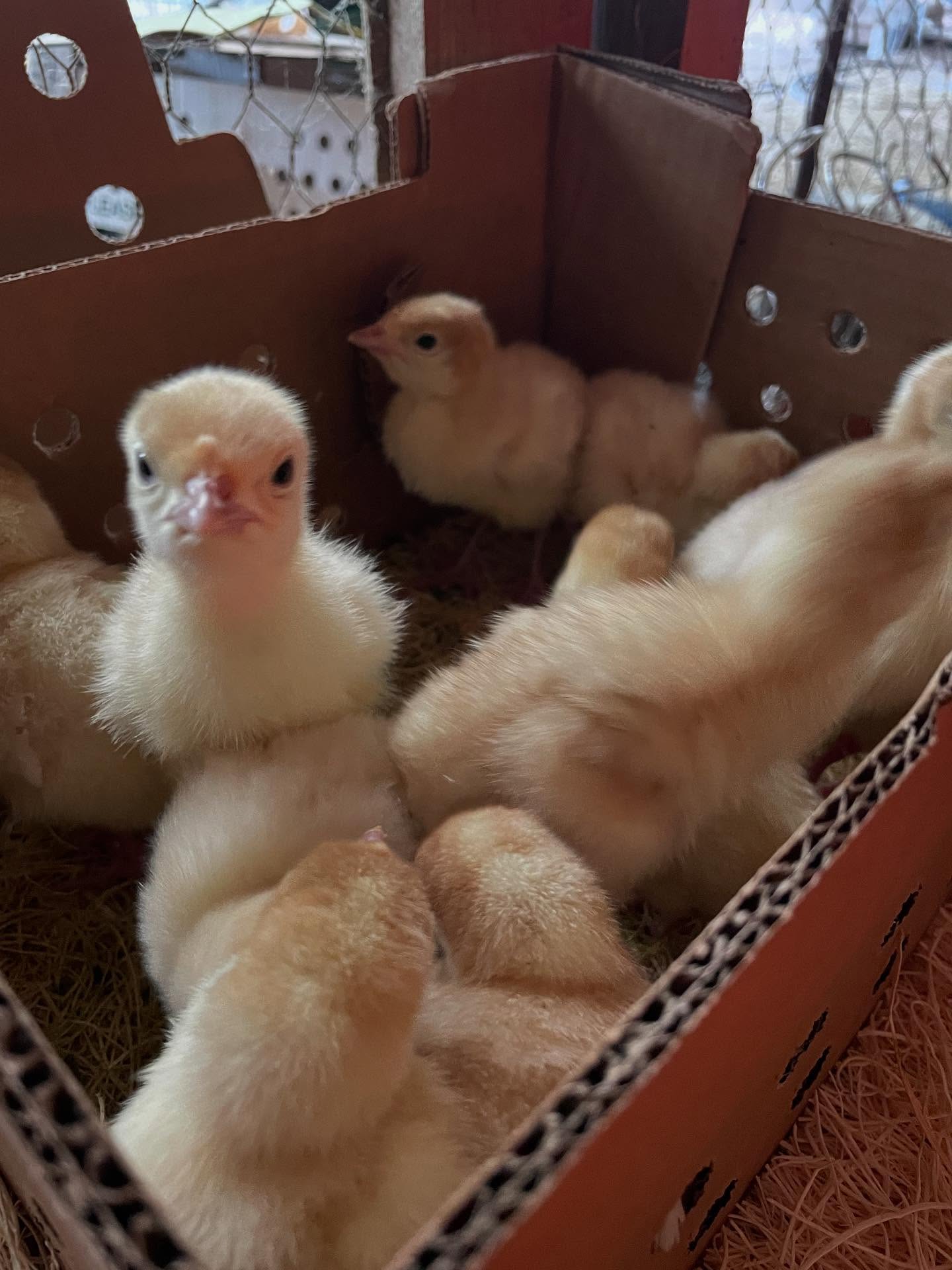 TURKEYS ARE HERE! 🦃 😃
We’ve never raised them before but decided we wanted to give it a try this year. Aren’t they adorable 🥰 🥹
Keep us in mind if you want a @realorganicproject #pastureraised turkey for thanksgiving this year. We only got 100 to try out and will start taking deposits later this summer.
#vermontorganic #supportlocal