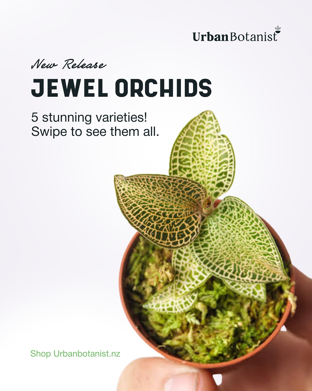 Jewel orchids are here! 5 stunning varieties to choose from , perfect for your terrarium. The two variegated jewels are extremely rare, new to the market. Get in quick as there’s only a handful of each variety until spring. Check Urbanbotanist.nz to purchase!