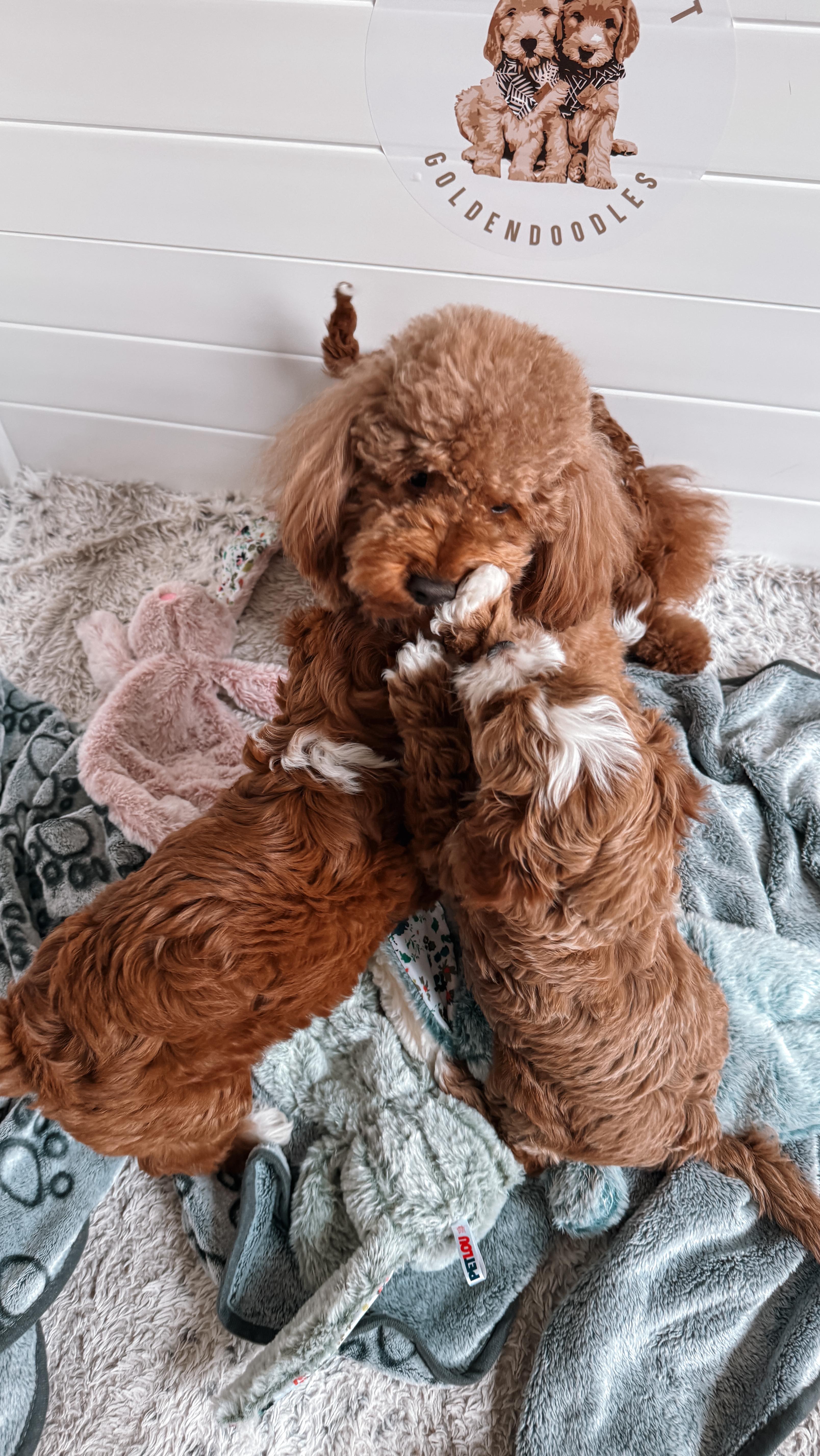 💗 Today is bittersweet 💗
Our sweet little girls spent the day tumbling and playing with their special “go-home” toys and blankets — the ones they’ll take with them tomorrow when they leave for their forever homes. 🧸🛏️
Each blanket and toy carries the familiar scent of mom and their littermates, a little piece of comfort to help ease their hearts during those first nights apart. 🌙✨
Tomorrow, they’ll trade the sound of their siblings’ sleepy snores for the warm embrace of their new families. It’s the start of their biggest adventure yet… and while we’ll miss their tiny paws pattering around here, our hearts are so full knowing they’re heading exactly where they belong. 🐶🩷💜💛