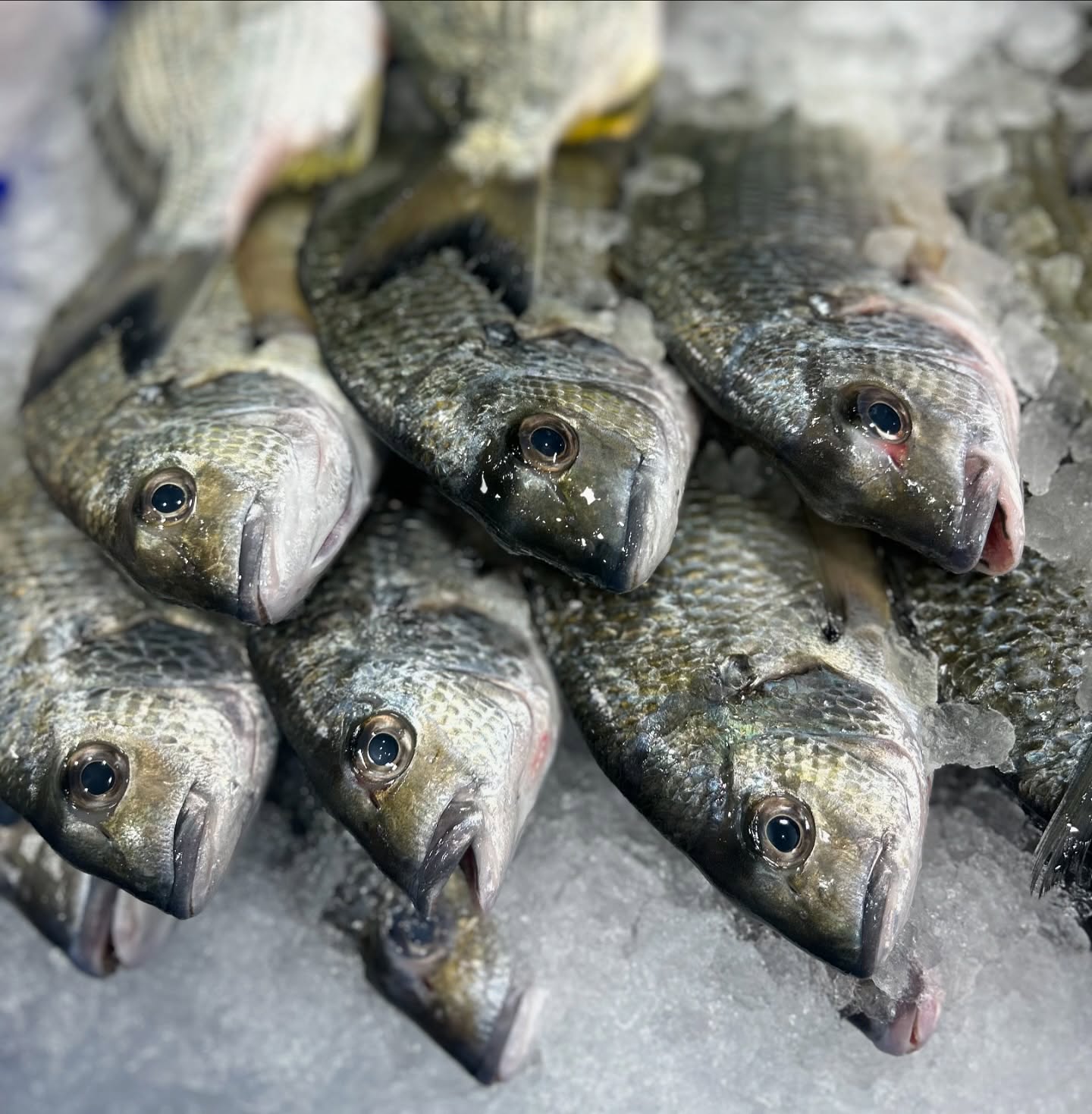 Check out those crystal-clear eyes π β a sure sign of freshness!
Our Silver Bream is as fresh as it gets, straight from the market to you πβ¨
#SilverBream #FreshFish #SeafoodDaily #ToscaSeafood #HurstvilleEats #CatchOfTheDay #ClearEyesFreshFish