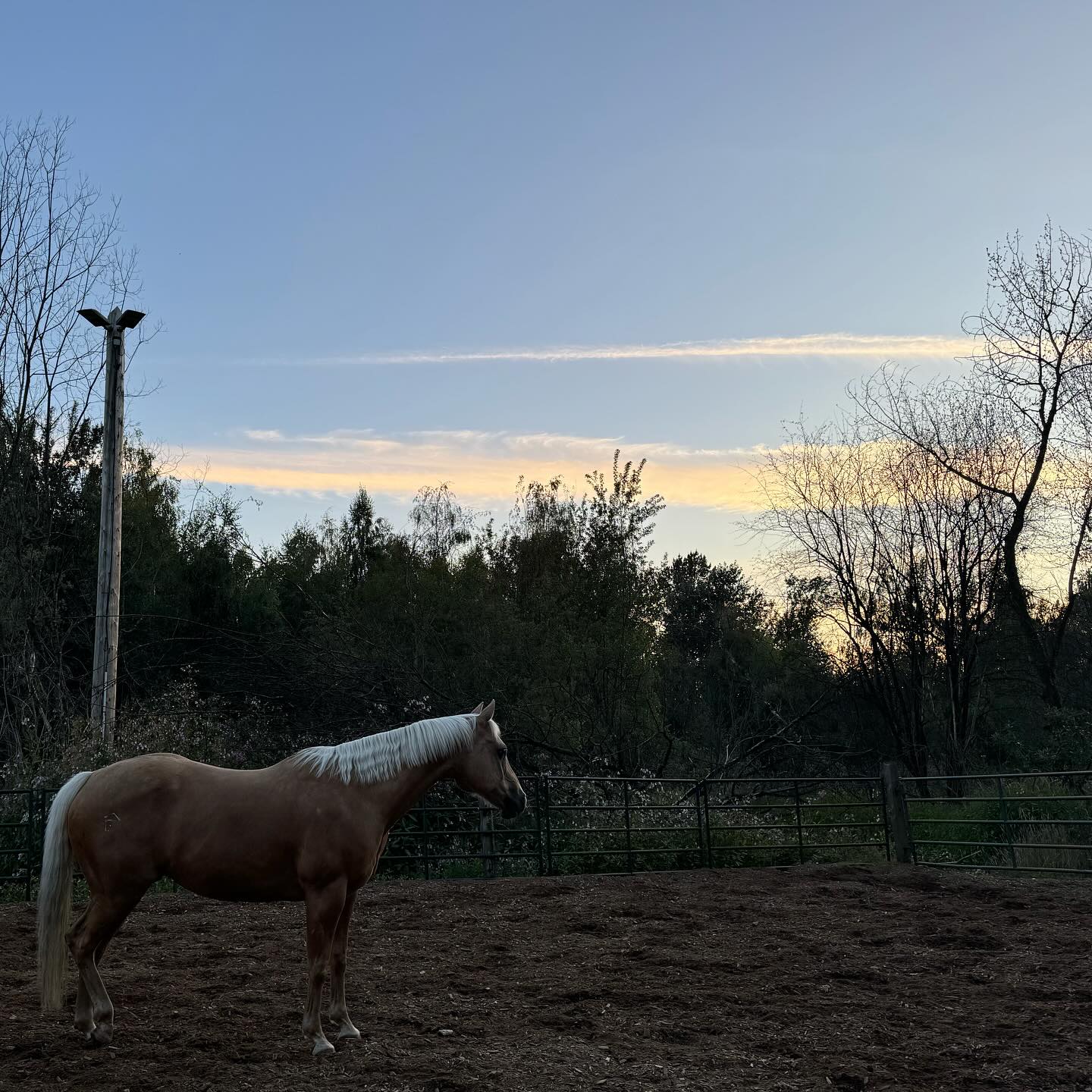 Every hour is Golden Hour with Muffin ✨☀️
#HorsesInBurnaby
#palomino #turnout #sunset
