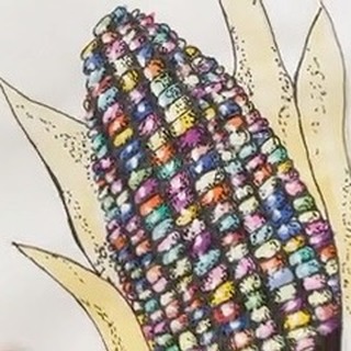 An ‘a-maize-ing’ lesson! Celebrate the seasons with a maize-focused lesson. Abundant with watercolor techniques, learn about the significance of corn in North America and how to cherish it as earth-based art. Through the Moxie Manual and natural materials like a wooden base and raffia, create a 3-D keepsake artwork to hang every harvest. All supplies included. Perfect for a fall season themed art project!
#moxieboxart #moxie #youngartist #corn #colorful #fallart #artkit #lovethis #explore #watercolor #beautiful #ordernow #perfectforfall #gift