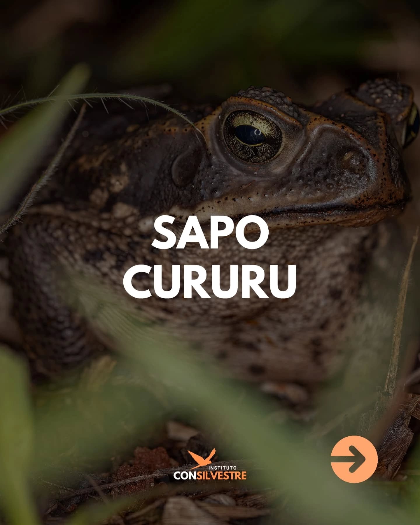 🐸 Você já ouviu falar que o sapo-cururu espirra veneno nas pessoas?
Isso é mito! Ele só libera toxinas se for atacado. Na verdade, ele é um importante controlador de pragas e grande aliado da biodiversidade urbana. 🌿 Em vez de ter medo, que tal admirar esse roncador da natureza?
#conservação #meioambiente #biodiversidade #natureza #animaissilvestres #faunasilvestre #organizaçãonãogovernamental #planodeaçãonacional #espéciesameaçadas #proteçãoanimal #monitoramento #ong #camposdosgoytacazes #riodejaneiro #rj #pesquisa #educação #pesquisacientifica #educaçãoambiental #mataatlantica #consilvestre #institutoconsilvestre #sapocururu #cururu #sapo