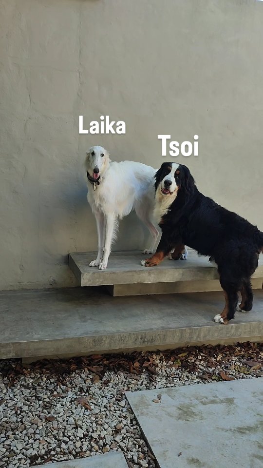 Nuestra última modelo de esta sesión de @happet.dogs junto a @jauriaph , Laika!
#estudiofotografico #fotografia #alquilerestudiofotografico #sanisidro #buenosaires #zonanorte #sesiondefotos #mascotasfelices #mascotas