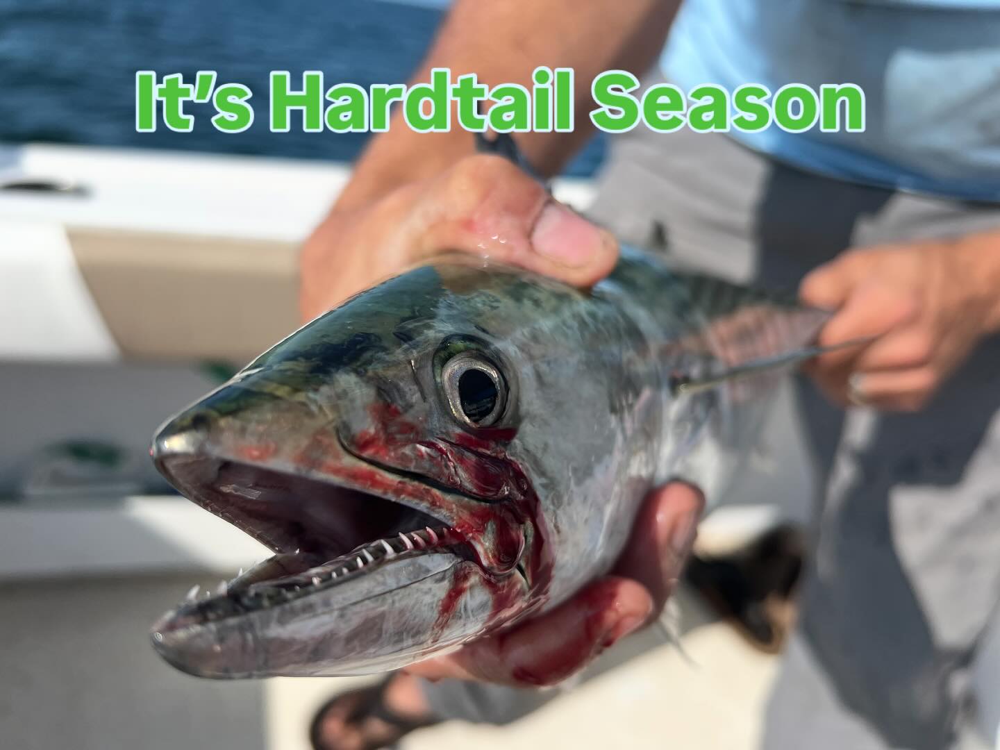 The seasonal visitors are arriving throughout the Northeast. Bonito are filling in and the Albies are coming shortly, if not already. Grab your Hardshell Jigs, imitative plugs like the Darts and Talons to pursue these speedsters.