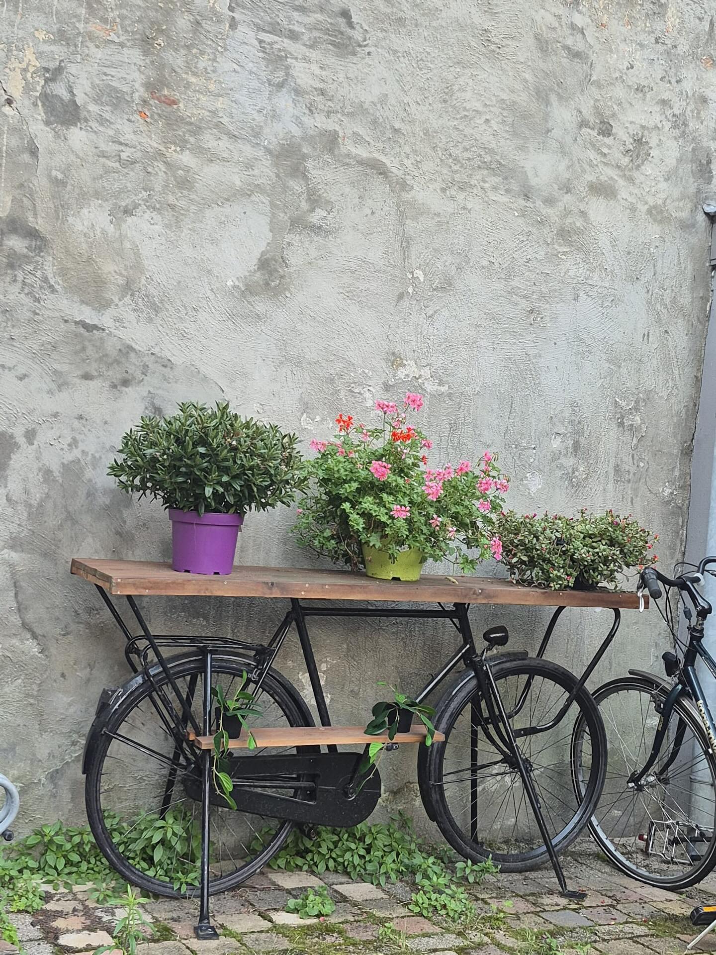 “The real voyage of discovery consists not in seeking new landscapes, but in having new eyes.” — Marcel Proust
Photo courtesy of @rosegarden.dordrecht