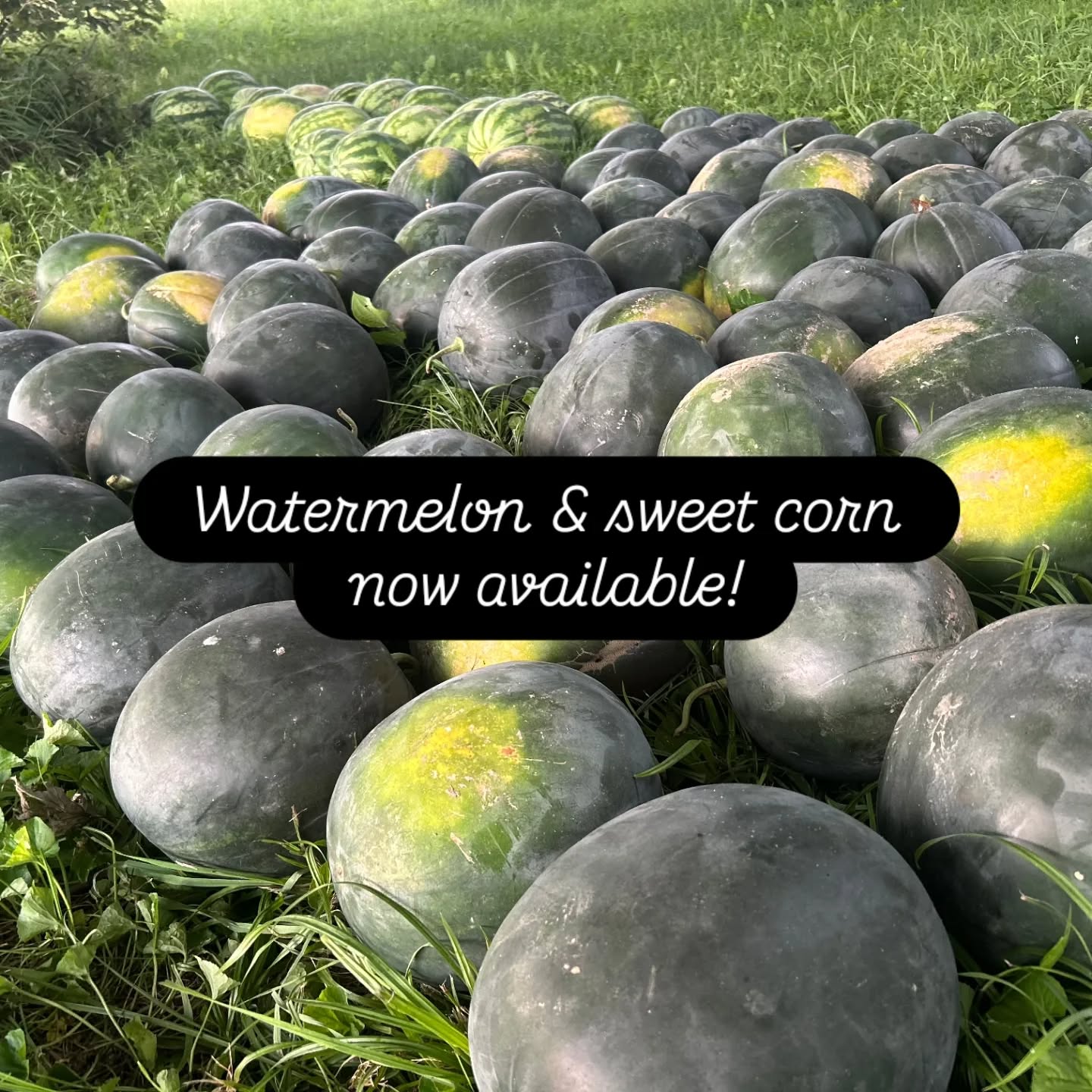 Starting tomorrow (Saturday, August 9) we will have watermelon ๐ & sweet corn ๐ฝ available at @parkvillefarmersmarket @citymarketkc & the Leavenworth Farmers Market.