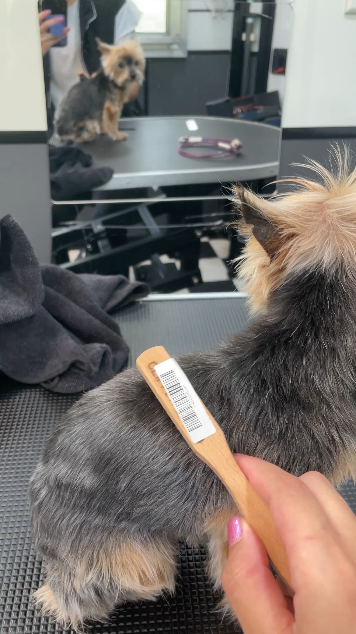 This is Mosby. He’s actually one of my first grooming clients. He’s an elderly 2 pound yorkie and is very opinionated.
Also working in my new grooming trailer, it’s officially up and running✨🐾🫧🛁