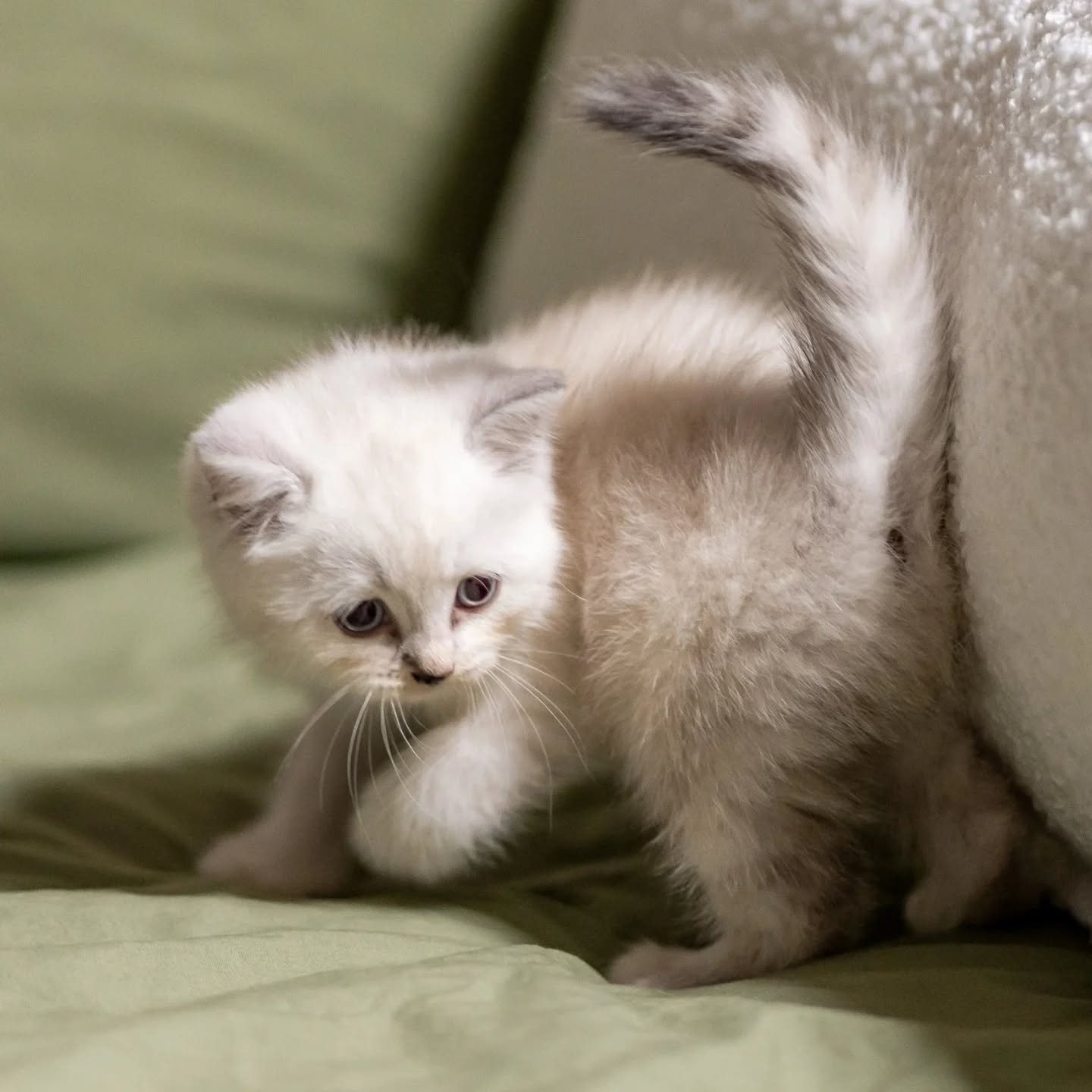 Have you heard?? Now you can skip the waitlist and get one of these adorable kittens. Just announced today, don't wait cause they wont last long!! Visit our website for more photos.