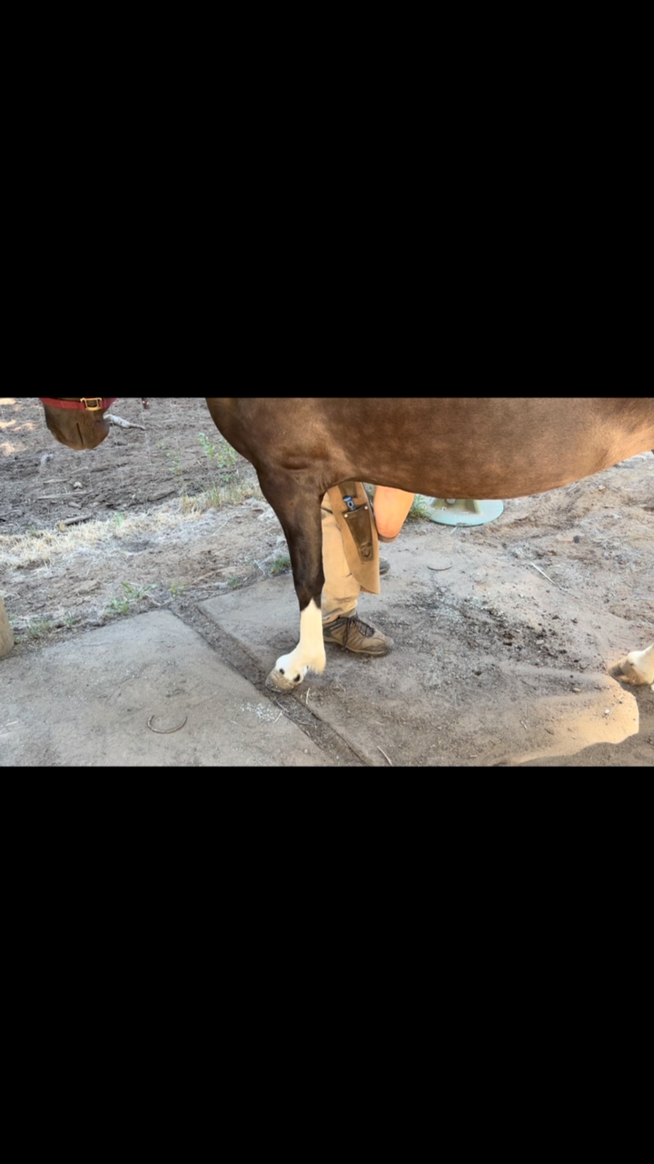 First set of shoes ✅ handling it like a pro ✅ Saleshorse Mánadís is rocking and rolling on her way to becoming a riding horse 😊🥳 next up: the mountains 🏔️🏔️🏔️ #vinurfarm #icelandichorses #icelandichorsesforsale #saleshorse #manadísfromwindmountain #youngmare #firstshoes #goodgirl #lotsofcookies #readyforthemountains #trailriding