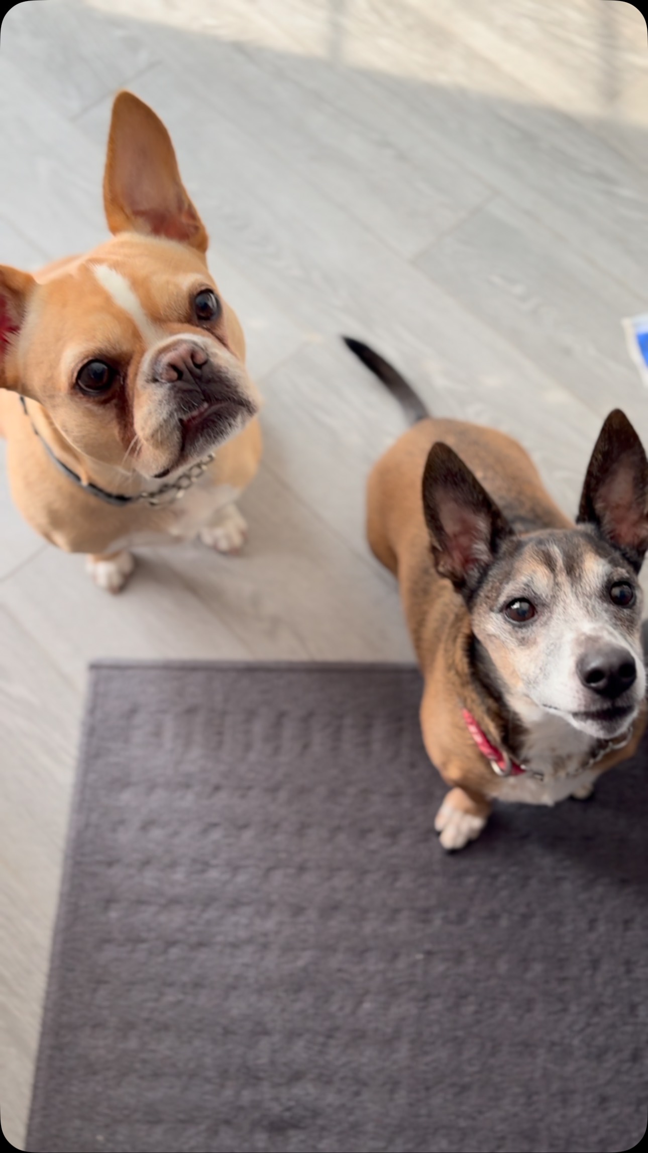 Whipped Cream Sando for the pups! #nationalsandwichmonth #doggytreats #puppystagram