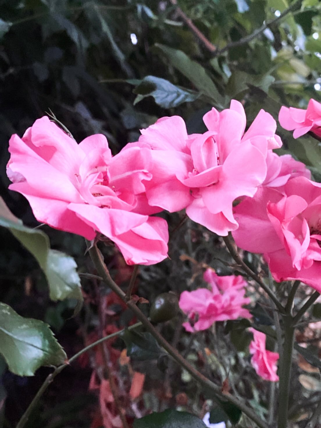 • DU ROSE •
Parce-qu’une touche de rose c’est toujours joli non ?