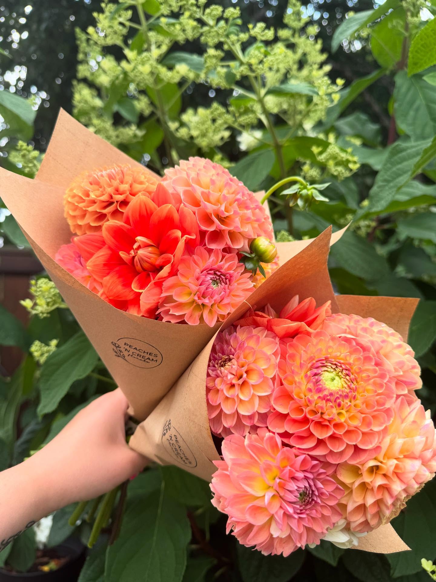 We tried something new! We know how much everyone loves dahlias, so we made a few bunches of flowers for sale that have our dahlias all by themselves. We hope you love them as much as we do🌼
Go to the link in our bio if you want to purchase one!