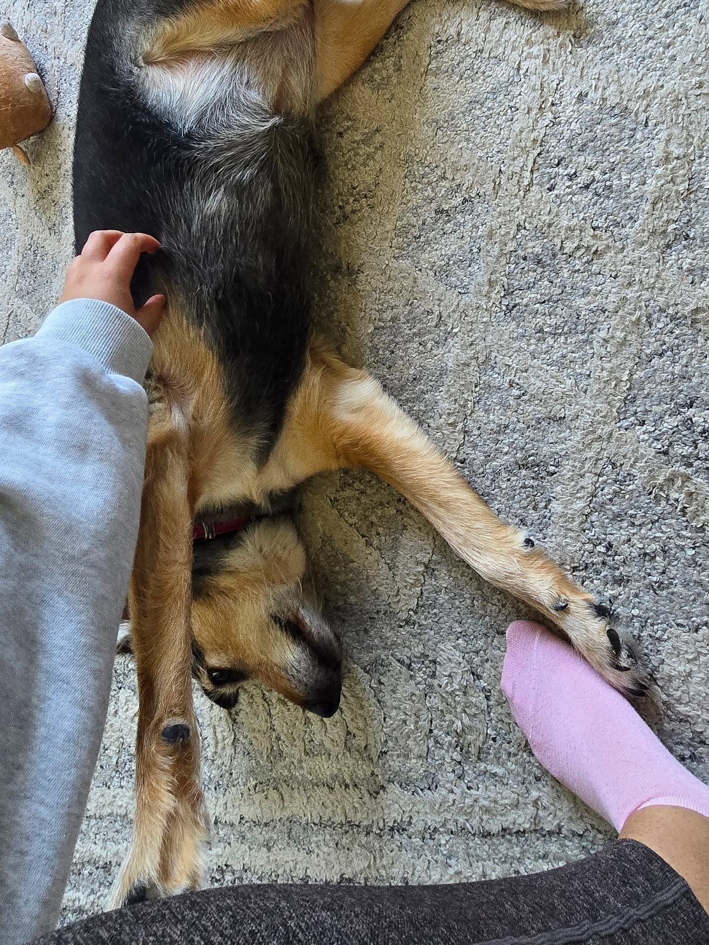Little visit today with Luna 🐶 & Nellie 😻
#dogtrainer #dogsitter #dogwalker #petsitter #dogsofinstagram #catlover #catsofınstagram #catoftheday #dogoftheday #picoftheday #photooftheday #siamesecat #cute #cat #dog #wigglewaggles