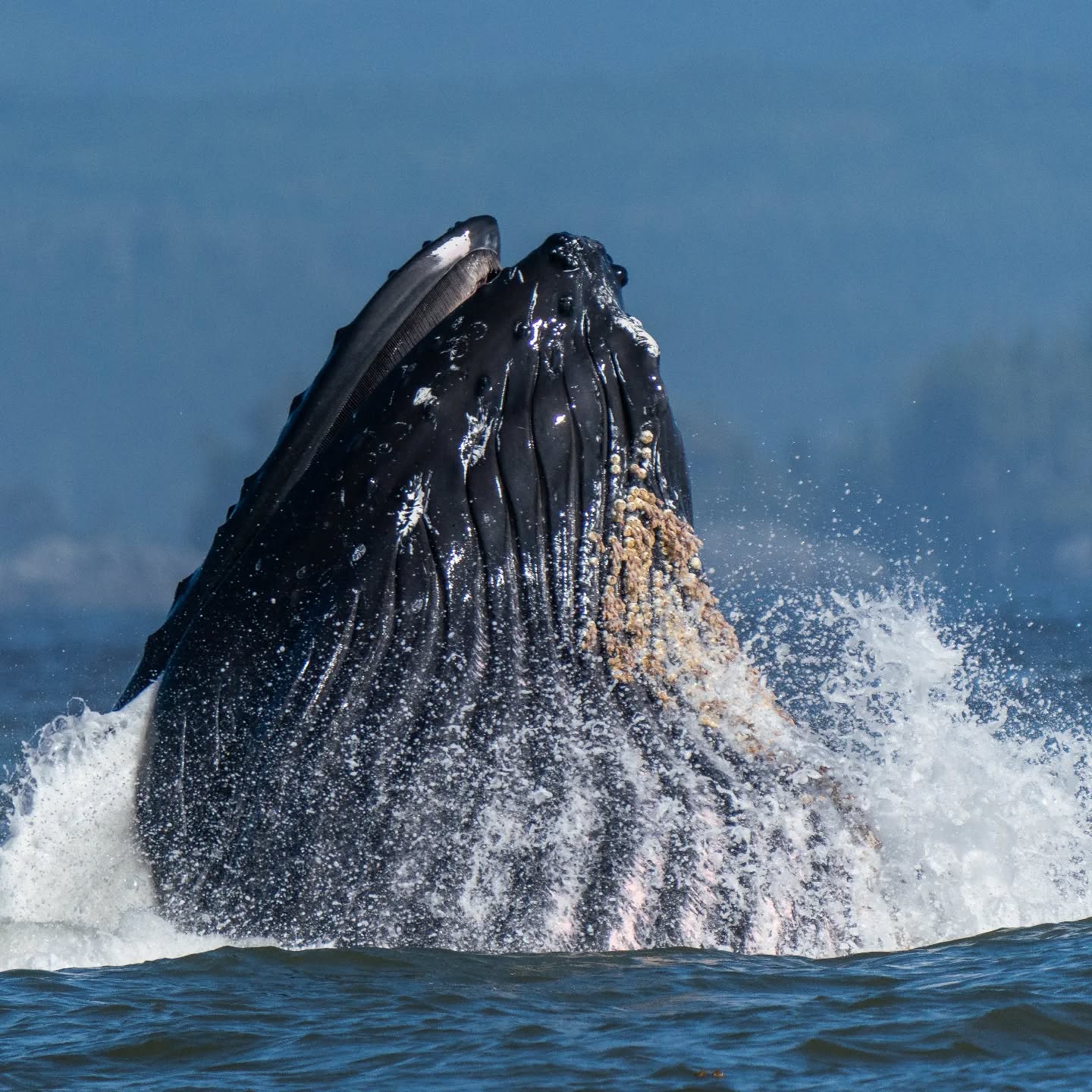 A Humpback lunging in Imperial eagle channel, Barkley Sound. It's so awesome to watch this feeding behaviour. I believe this whale's name is Fidelity, known for epic lunges.
#ucluelet #wildlifephotography #humpbackwhale #explorebc #explorevancouverisland #hellobc
