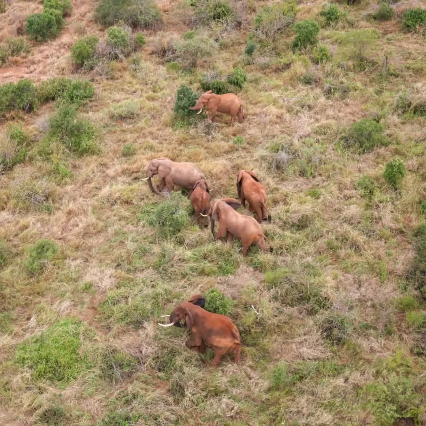 This World Elephant Day, the Elephant Protection Trust joins the conservation world in raising awareness for the protection of elephants, in line with this year’s theme: “Bringing the World Together to Help Elephants.”
Our work to safeguard elephants would not be possible without the unwavering technical support from @magnigyrosrl for keeping our air wing operational and to our donors whose contributions have made it possible to conduct vital aerial patrols across the Kasigau Corridor REDD+ Project area. These patrols help us keep a watchful eye on wildlife and protect their habitat.
A huge thank you to all who stand with us in this mission. Your support truly makes a difference for elephants.
Happy World Elephant Day!
Aerial photo taken by @hellyerkeith