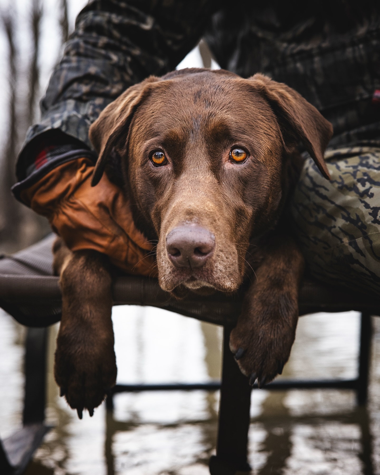 How many more days till duck season!?
Duck season and views like this can’t come soon enough.
#gundog #darbyswarriorsupport #gundoghunting #gundogs #labradorretriever #proplan #duckdog #duckseason #veteranhunt #duckhunting