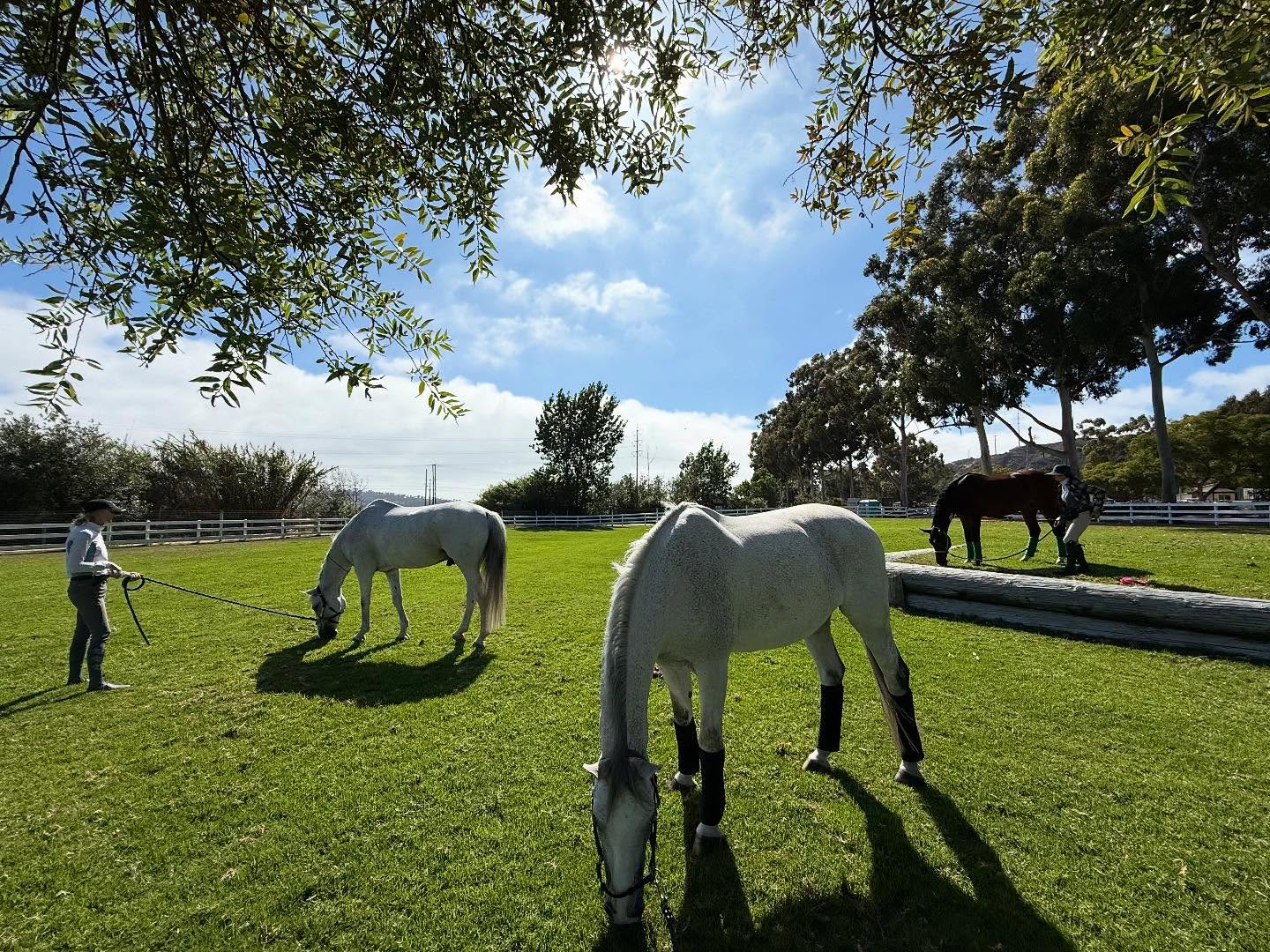 Wonderful Summer so far!! We are so lucky to have the Oaks and Del Mar Horsepark as our summer destinations!! 😃
Great friends, amazing horses, fun showing and wonderful memories are filling our days 💕😃