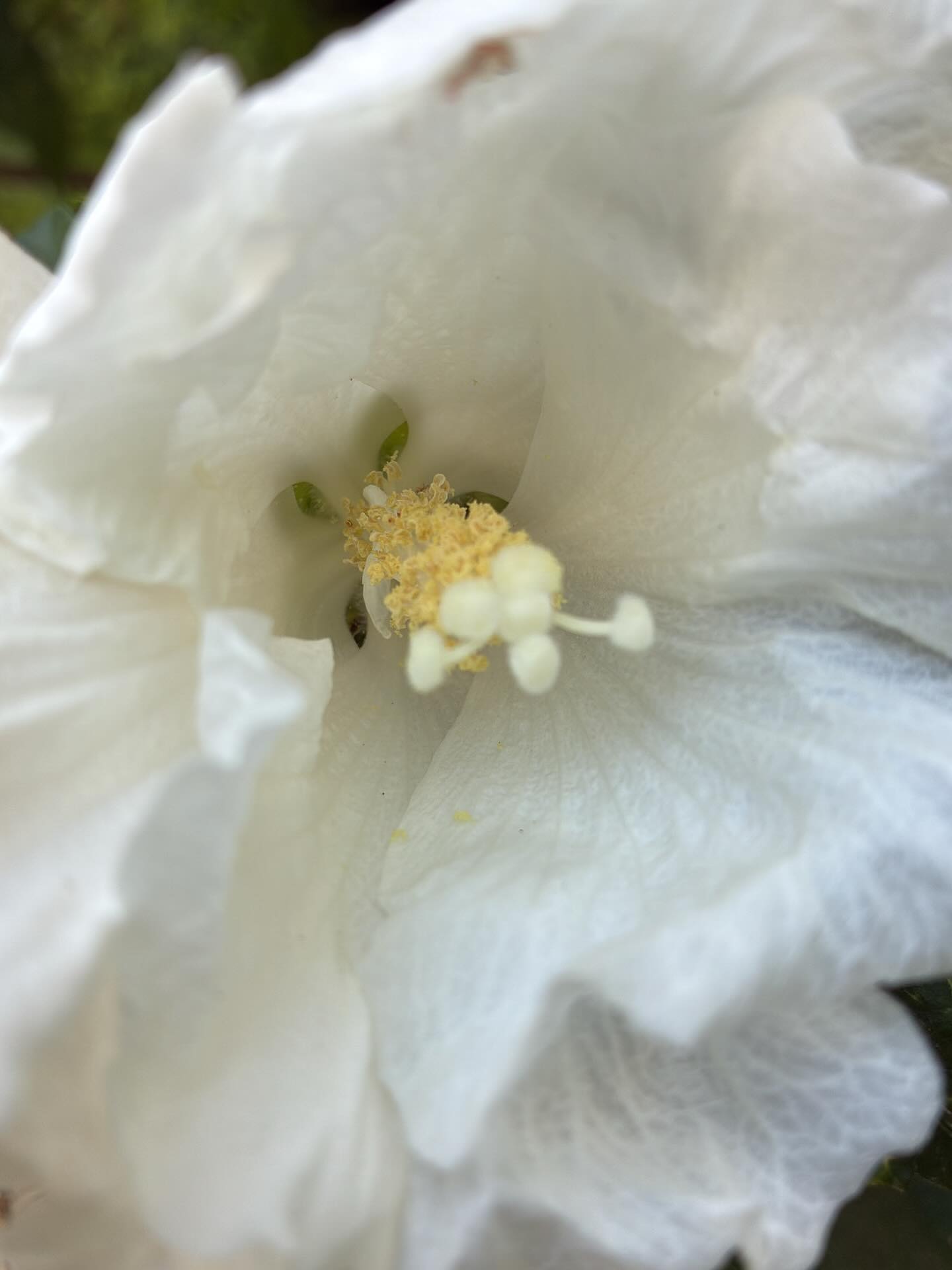 Extrait de toi-mĂȘme joyau et cristal,
Délices et merveilles,
Nectar étincelant et doré ;
comme les abeilles se dĂ©lectent du trĂ©sor des fleurs sucrĂ©es, pour en faire don Ă la Vie elle-mĂȘme.
Une infinie spirale dâamour et de sagesse qui se nourrit et sâentretient, par la volontĂ© ultime de chaque ĂȘtre.
#flower #alchimie #vivant #holistique #energetique #selfdevelopment #spiritualité #energeticienne #amour #sagesse