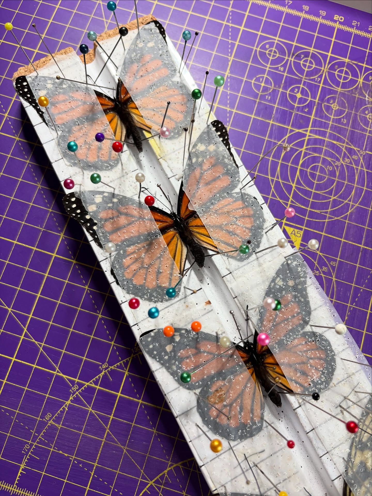 Love these bright Monarch Butterflies. Few antenna fixes required and then they will be ready for frames 😍🧡
#OdditiesAndCuriosities #naturalhistoryart #InsectPreservation #NatureArt #InsectTaxidermy #NatureIsMetal #EntomologyArt #InsectDisplay #TaxidermyArt #WeirdIsBeautiful #entomologyforsale #InsectCollector